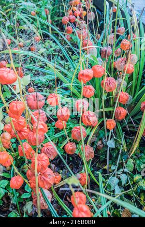 Physalis alkekengi, or Chinese Lanterns, with early signs of the 'lanterns' decaying seen in early November 2023 Stock Photo