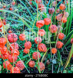 Physalis alkekengi, or Chinese Lanterns, with early signs of the 'lanterns' decaying seen in early November 2023 Stock Photo