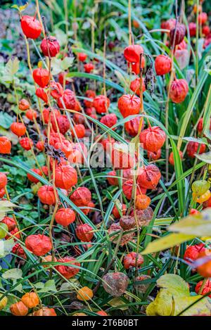 Physalis alkekengi, or Chinese Lanterns, with early signs of the 'lanterns' decaying seen in early November 2023 Stock Photo