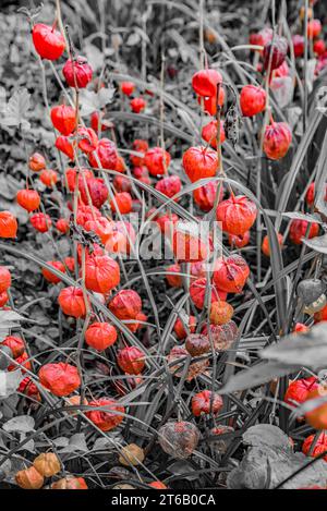 Physalis alkekengi, or Chinese Lanterns, with early signs of the 'lanterns' decaying seen in early November 2023 Stock Photo