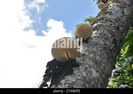 Low angle view of the bloomed large white cap mushrooms belong to the Oudemansiella mushroom genus, are growing on the surface of a dead coconut trunk Stock Photo