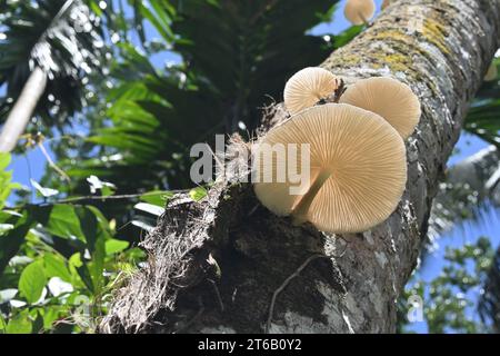 Underside view of a Oudemansiella genus large white cap mushroom blooming on the surface of a dead coconut stem Stock Photo