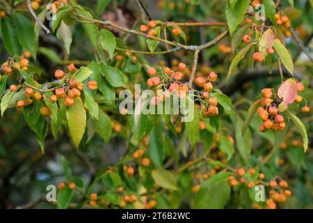 The yellow seed pods of the Euonymus myrianthus, also known as the Evergreen spindle bush during the autumn. Stock Photo