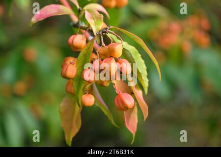 The yellow seed pods of the Euonymus myrianthus, also known as the Evergreen spindle bush during the autumn. Stock Photo