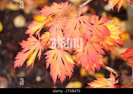 Red and orange fall leaves of the Acer japonicum 'AconitifoliumÕ, also known as a full moon maple or downy Japanese maple, during its autumn display. Stock Photo