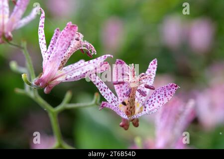 Purple and white speckled Tricyrtis hirta, the Japanese toad lily or hairy toad lily in flower. Stock Photo