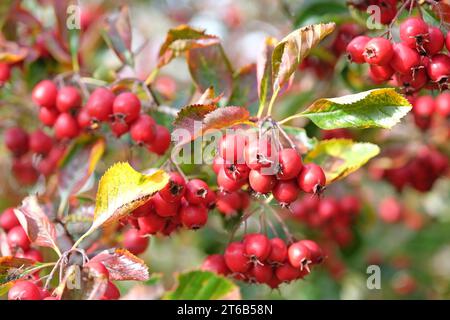 The red berries of the Cocksure Hawthorn during the autumn. Stock Photo