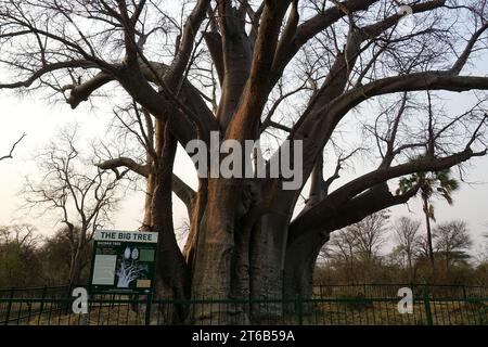 African baobab, Afrikanischer Baobab, Baobab africain, Adansonia digitata, Zambezi National Park, Zimbabwe, Africa Stock Photo