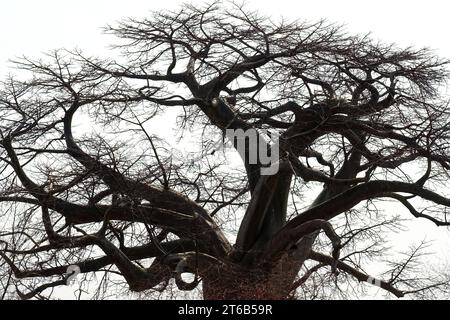 African baobab, Afrikanischer Baobab, Baobab africain, Adansonia digitata, Zambezi National Park, Zimbabwe, Africa Stock Photo