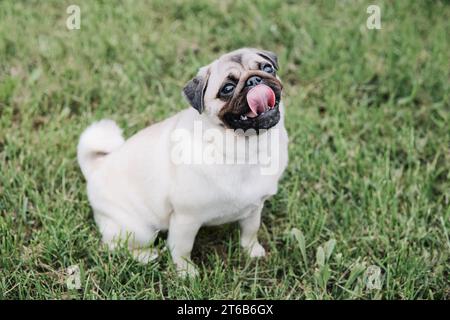 Cute pug dog sitting on green grass background. Stock Photo