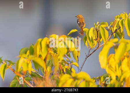 Daurian redstart (Phoenicurus auroreus) perched on a tree branch. Stock Photo