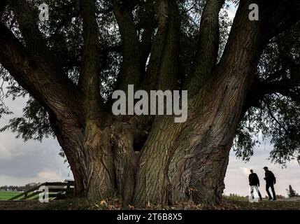 A large broad willow with several trunks in Noordijk near Groningen. A few walkers are standing by the tree talking. Stock Photo