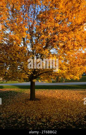 A maple tree shows the beautiful summer to autumn transformation as the seasons change in Canada. Stock Photo