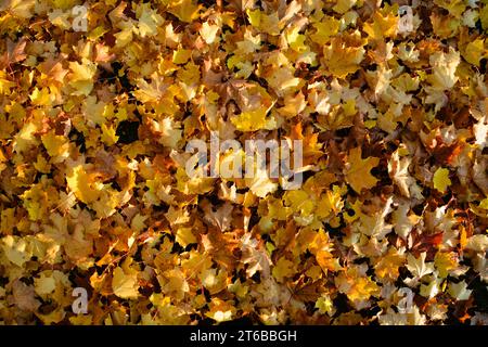Brilliant golden yellow maple leaves spread out on the ground signaling the start of Autumn in Canada. Stock Photo