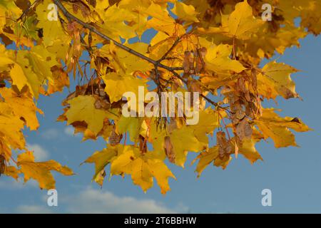 Yellow maple leaves and maple key seeds on a blue sky background prepare to fall in Canadian Autumn. Stock Photo