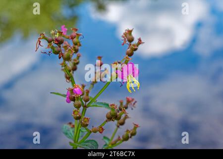 A bright pink flower of a Rhexia know as a Virginia meadow beauty wildflower plant closeup view with a reflection on the water at a lake in the backgr Stock Photo