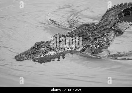 Black and white adds details to the images Stock Photo - Alamy