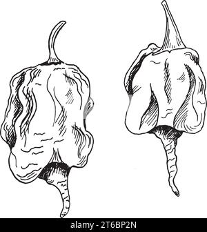 Carolina reaper hot pepper vector illustration isolated on white background. Hand drawn ink dragon breath hot pepper. Habanero black white graphic. De Stock Vector