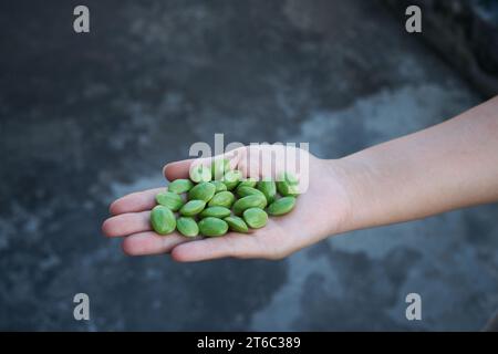 Parkia Speciosa, bitter bean, stink bean, or Petai (pete) in Indonesian language. popular as cooking ingredient for healthy food. Stock Photo