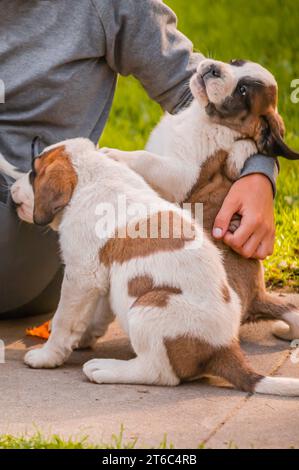 Hand caressing dog. People playing with brown and white Saint Bernard dogs. St. Bernard. Alpine Spaniel. St. Bernhardshund. St. Bernard. Alpine Spanie Stock Photo