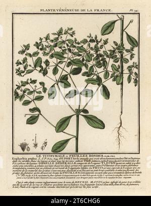 Petty spurge, radium weed, cancer weed or milkweed, Euphorbia peplus. Le tithymale a feuilles rondes. Copperplate engraving printed in three colours by Pierre Bulliard from his Herbier de la France, ou collection complete des plantes indigenes de ce royaume, Didot jeune, Debure et Belin, 1780-1793. Stock Photo