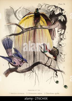 Blue jay, Cyanocitta cristata 1, king bird-of-paradise, Cicinnurus regius 2, and greater bird-of-paradise, Paradisaea apoda 3. Handcoloured lithograph by Bauerrichter from Adam Whites Popular History of Birds, Lowell Reeve, Covent Garden, London, 1855. Stock Photo