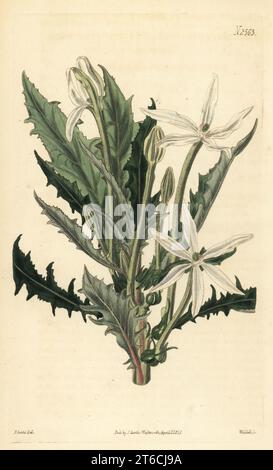 Star of Bethlehem or madamfate, Hippobroma longiflora. Long-flowered lobelia, Lobelia longiflora. Native of Jamaica and the West Indies, provided by Thomas C. Palmer of Bromley, Kent. Handcoloured copperplate engraving by Weddell after a botanical illustration by John Curtis from William Curtis's Botanical Magazine, Samuel Curtis, London, 1825. Stock Photo