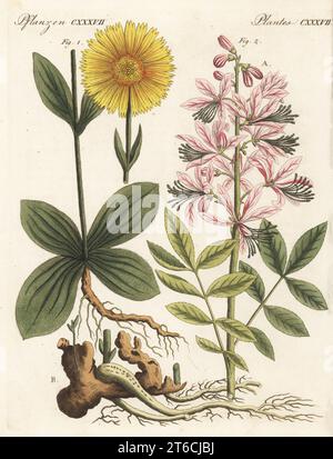 Wolf's bane or mountain tobacco, Arnica montana 1, and burning bush or dittany, Dictamnus albus 2. The botanicals were drawn by Henriette and Conrad Westermayr, F. Götz and C. Ermer. Handcoloured copperplate engraving from Carl Bertuch's Bilderbuch fur Kinder (Picture Book for Children), Weimar, 1813. A 12-volume encyclopedia for children illustrated with almost 1,200 engraved plates on natural history, science, costume, mythology, etc., published from 1790-1830. Stock Photo