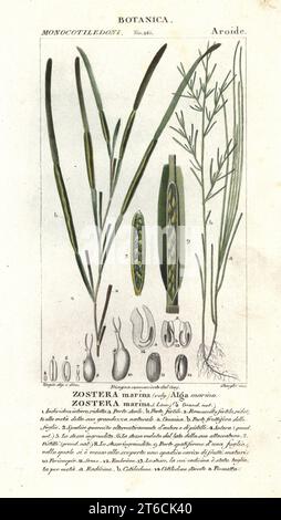 Eelgrass or seawrack, Zostera marina. Handcoloured copperplate stipple engraving from Antoine Laurent de Jussieu's Dizionario delle Scienze Naturali, Dictionary of Natural Science, Florence, Italy, 1837. Illustration engraved by Stanghi, drawn and directed by Pierre Jean-Francois Turpin, and published by Batelli e Figli. Turpin (1775-1840) is considered one of the greatest French botanical illustrators of the 19th century. Stock Photo