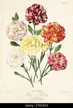 Tree carnation varieties, Dianthus caryophyllus: Ariadne 1, Beauty 2, Garibaldi 3, Perfection 4, Queen of Whites 5, Queen of Yellows 6. Handcoloured copperplate engraving after a botanical illustration by Mrs Augusta Withers from Edward Henderson and Andrew Hendersons The Illustrated Bouquet, consisting of figures with descriptions of new flowers, printed by C. Chabot, E.G. Henderon, London, 1857. Stock Photo