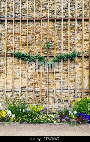 Espaliered fruit tree on a wooden scaffolding on a facade Stock Photo