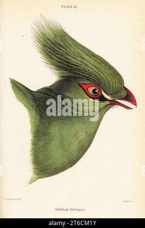 Head of the Guinea turaco, Tauraco persa buffoni. Senegal touraco, Corythaix senegalensis. Handcoloured steel engraving by William Lizars after an illustration by William John Swainson from his Birds of Western Africa in Sir William Jardines Naturalists Library: Ornithology, Lizars, Edinburgh, 1837. Stock Photo