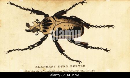 Royal goliath beetle, Goliathus regius. Elephant dung beetle. Handcolored copperplate engraving after an illustration by Dru Drury from The Naturalists Pocket Magazine, Harrison, Fleet Street, London, 1800. Stock Photo