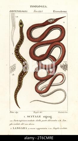 Saw-scaled viper, Echis carinatus 1, and Madagascar leafnose snake, Langaha madagascariensis 2. Scitale zigzag, Langaha a muso appuntato. Handcoloured copperplate stipple engraving from Antoine Laurent de Jussieu's Dizionario delle Scienze Naturali, Dictionary of Natural Science, Florence, Italy, 1837. Illustration engraved by Lasinio, drawn by Jean Gabriel Pretre and directed by Pierre Jean-Francois Turpin, and published by Batelli e Figli. Turpin (1775-1840) is considered one of the greatest French botanical illustrators of the 19th century. Stock Photo