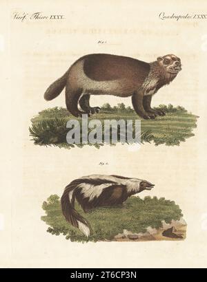 American wolverine, Gulo gulo luscus 1, and striped skunk, Mephitis mephitis 2. (Ursus luscus and Viverra mephitis) Handcoloured copperplate engraving from Carl Bertuch's Bilderbuch fur Kinder (Picture Book for Children), Weimar, 1810. A 12-volume encyclopedia for children illustrated with almost 1,200 engraved plates on natural history, science, costume, mythology, etc., published from 1790-1830. Stock Photo