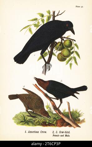 American crow, Corvus brachyrhynchos 1, and brown-headed cowbird, Molothrus ater, female 2, and male 3. Chromolithograph after an ornithological illustration by John James Audubon from Benjamin Harry Warrens Report on the Birds of Pennsylvania, E.K. Mayers, Harrisburg, 1890. Stock Photo