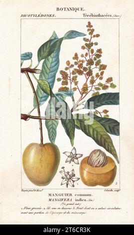 Mango fruit and section, Mangifera indica. Manguier commun. Handcoloured copperplate stipple engraving from Jussieu's Dizionario delle Scienze Naturali, Dictionary of Natural Science, Florence, Italy, 1837. Illustration engraved by Schmeltz, drawn and directed by Pierre Jean-Francois Turpin, and published by Batelli e Figli. Turpin (1775-1840) is considered one of the greatest French botanical illustrators of the 19th century. Stock Photo