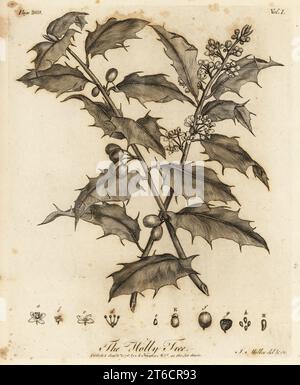 Holly Tree, Ilex aquifolium. Copperplate engraving drawn and engraved by John Miller (Johann Sebastian Muller) from John Evelyns Sylva, or A Discourse of Forest Trees and the Propagation of Timer, J. Dodsley, London, 1776. Stock Photo