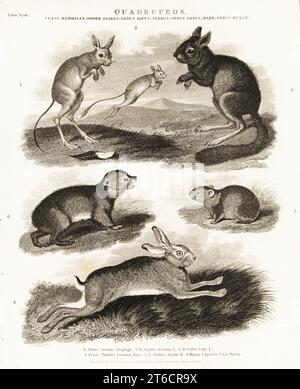 Springhase South African springhare, Pedetes capensis, springhaas, illustration ...