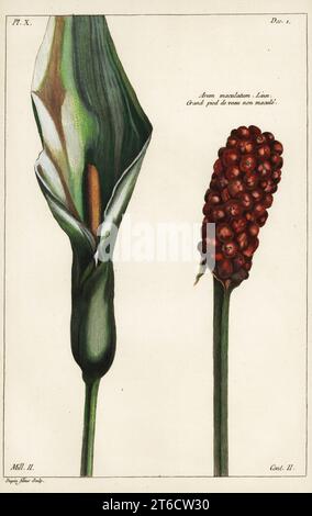 Cuckoo-pint or wild arum, flower and fruit, Arum maculatum, Linn. Grand pied de veau non macule. Handcoloured copperplate engraving by Jean Victor Dupin junior from Pierre Joseph Buchoz Herbier Artificial, representant plus de quinze cents plates, tant Européennes quExotiques, Gogue & Nee de La Rochelle, Paris, 1783. Stock Photo