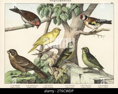 Goldfinch, Carduelis carduelis a, Atlantic canary, Serinus canaria b, common linnet, Linaria cannabina c, Eurasian siskin, Spinus spinus d, citril finch, Carduelis citrinella e, and corn bunting, Emberiza calandra f. Chromolithograph from Gotthilf Heinrich von Schubert's Natural History of the Animal Realms (Naturgeschichte des Tierreichs), Schreiber, Munich, 1886. Stock Photo