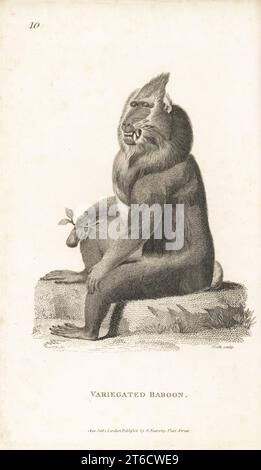 Mandrill, Mandrillus sphinx. Variegated baboon, Simia mormon. After an illustration by Charles Reuben Ryley in Museum Leverianum, 1792. Copperplate engraving by James Heath from George Shaws General Zoology: Mammalia, G. Kearsley, Fleet Street, London, 1800. Stock Photo