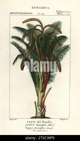 True sago palm, Metroxylon sagu. (Sagus rumphii, Sagus farinifera, Sago del rumfio.) Handcoloured copperplate stipple engraving from Antoine Laurent de Jussieu's Dizionario delle Scienze Naturali, Dictionary of Natural Science, Florence, Italy, 1837. Illustration engraved by Corsi, drawn and directed by Pierre Jean-Francois Turpin, and published by Batelli e Figli. Turpin (1775-1840) is considered one of the greatest French botanical illustrators of the 19th century. Stock Photo
