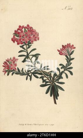Garland flower, rose daphne or trailing daphne, Daphne cneorum. Native to Switzerland and Austria. Handcoloured copperplate engraving after a botanical illustration from William Curtis's Botanical Magazine, Stephen Couchman, London, 1795. Stock Photo