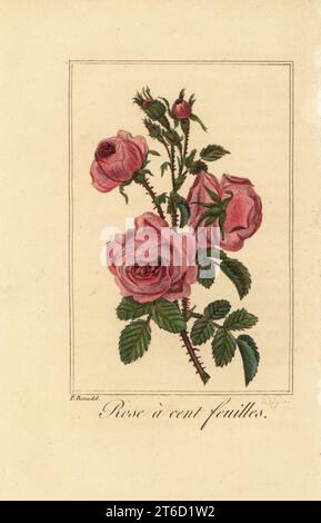 Provence rose or cabbage rose, Rose a cent feuilles, Rosa centifolia. Handcoloured copperplate engraving by D.G. after an illustration by Pancrace Bessa from Charles Malos Guirlande de Flore, Garland of Flowers, Chez Janet, Paris, 1815. Stock Photo