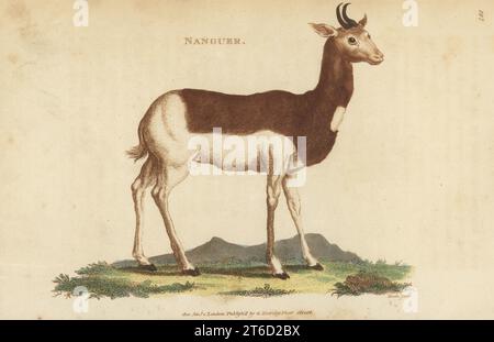 Dama gazelle, Nanger dama, critically endangered. Also known as the addra gazelle or mhorr gazelle. Nanguer, Antilope dama. Handcoloured copperplate engraving by James Heath from George Shaws General Zoology: Mammalia, Thomas Davison, London, 1801. Stock Photo