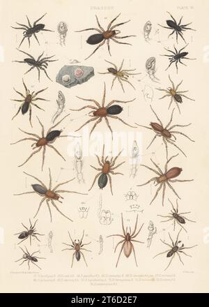 Ground spiders: Gnaphosa lucifuga 62, Zelotes apricorum 63, Drassyllus pusillus 64, Zelotes electus 65, Haplodrassus signifer 66, Scotophaeus blackwalli 67, Haplodrassus silvestris 68, Drassodes cupreus 69, Drassodes lapidosus 70, Micaria pulicaria 71, Drassodes cambridgei 72, Micaria pulicaria 73, and Phrurolithis festivus 74. Handcoloured lithograph by W. West after Robert Templeton and Tuffen West from John Blackwalls A History of the Spiders of Great Britain and Ireland, Ray Society, London, 1861. Stock Photo