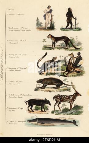 Orders of Mammals. Man, Homo sapiens, endangered chimpanzee, Pan troglodytes, cheetah, Acinonyx jubatus, Indian palm squirrel, Funambulus palmarum, gray four-eyed opossum, Philander opossum, six-banded armadillo, Euphractus sexcinctus, warthog, Phacochoerus africanus, chital deer, Axis axis, Sowerby's beaked whale, Mesoplodon bidens. Homme, Orang, Chat guepard, Sarigue crabier, Ecureuil palmiste, Tatou, encoubert, Phascochoere, haroia, Cerf axis, Baleine a bec. Handcoloured steel engraving printed by F. Chardon from Achille Comtes Musee dHistoire Naturelle, Museum of Natural History, Gustave H Stock Photo