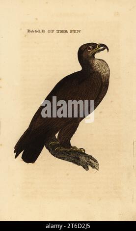 Golden eagle, Aquila chrysaetos. Eagle of the Sun. Handcoloured woodblock engraving from The Natural History of Birds, published by Brightly and Childs, Bungay, Suffolk, 1815. Charles Brightly established a printing and stereotype foundry in Bungay in 1795 and went into partnership with nonconformist radical printer John Firby Childs in 1808. . Stock Photo