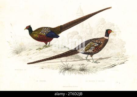 Green pheasant, Phasianus versicolor, and common pheasant, Phasianus colchicus. Le faisan, le faisan a collier. Handcoloured engraving by Fournier after an illustration by Edouard Travies from Achille Richard's Oeuvres Completes de Buffon, Pourrat Freres, Paris, 1839. Stock Photo